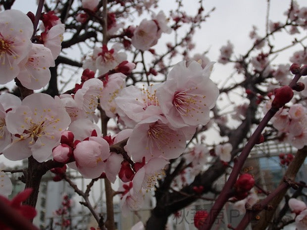Spring is coming to Akiba!